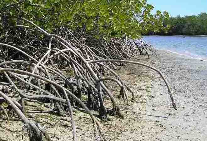 Mangrove image