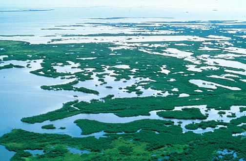 Mangrove swamp image