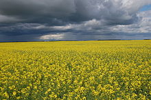 canola flower field in Saskatchewan