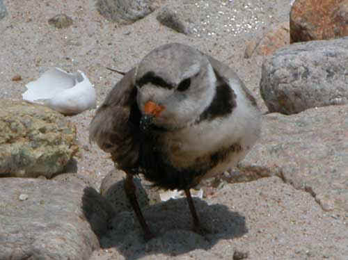 Oiled Piping Plover at the Buzzards Bay oil spill