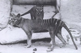 The Tasmanian Tiger