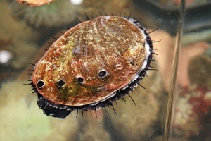 The abalone