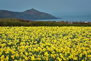 Yellow daffodils in Cornwall