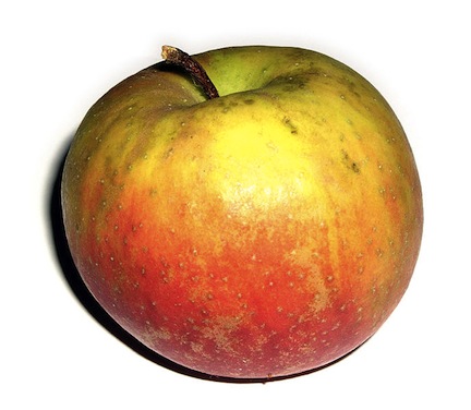 Boskoop apple