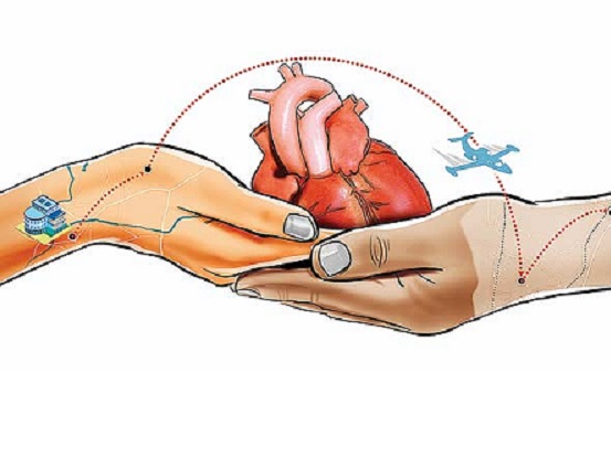 Artistic rendering of a heart transplant featuring two hands holding one heart