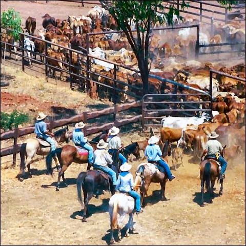Jackaroos at a cattle station in Australia's Northern Territory
