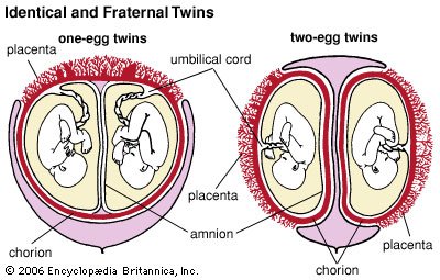 Side by side diagrams of identical and fraternal twins