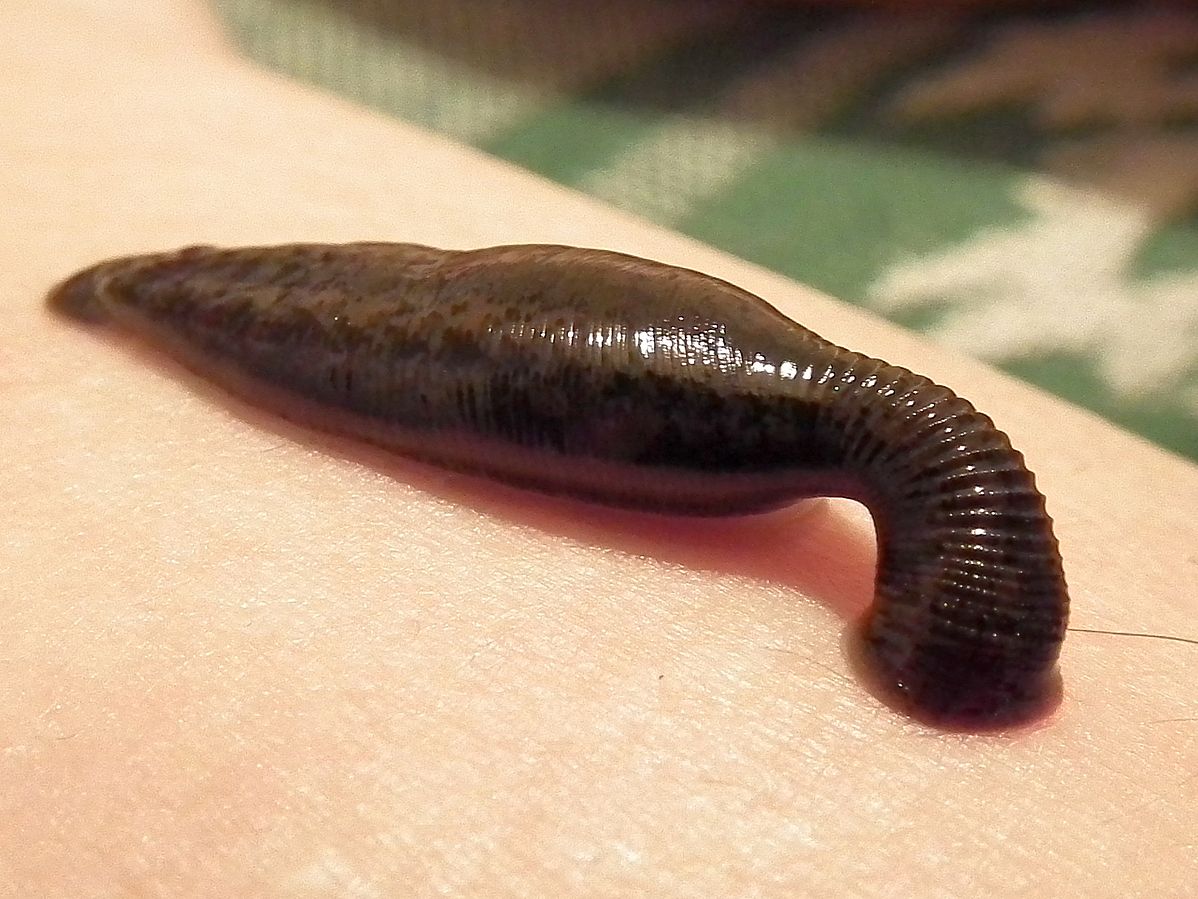 A black leech attached to human skin