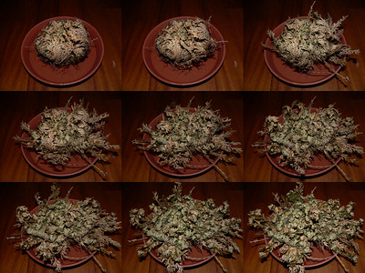 A series of nine photos taken over about three hours that show the plant reviving and uncurling from its dessicated state