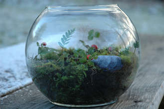 terrarium