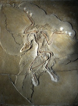 Archaeopteryx