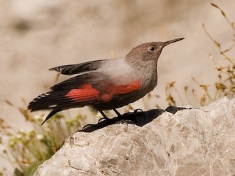 The Wallcreeper