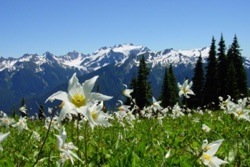 Olympic National Park