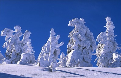 Snow covered trees in Germany