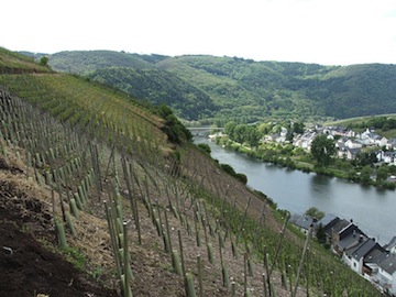 Example of terroir