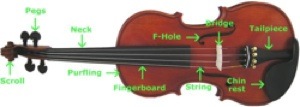 Parts of a Violin