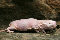 The naked mole rat