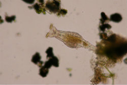 The translucent creature is a bdelloid rotifer