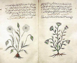 Dioscorides' Materia Medica, c. 1334 copy in Arabic, describes medicinal features of cumin and dill