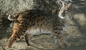 Whiston the Bobcat, at Animal Ark