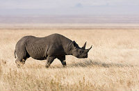 The African black rhino
