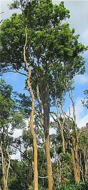 A rosewood tree