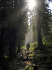 A Medicine Walk through the woods