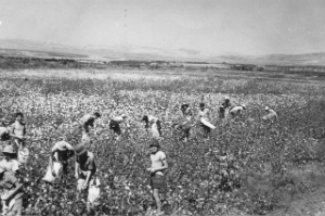 Cotton fields of a kibbutz, circa 1958