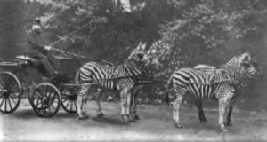 Walter Rotschild with his zebras carriage