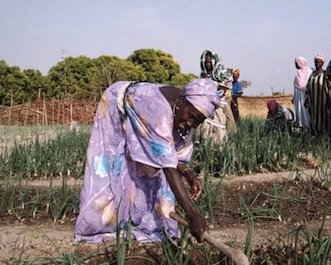 Guinea Dinguiraye Farmers Cooperative