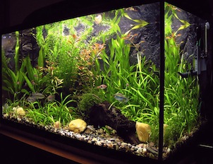 Freshwater tank