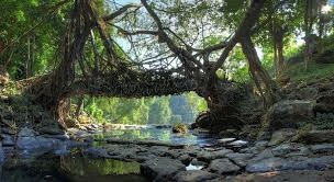 Cherrapunjee Root Bridge