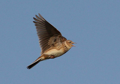 Skylark