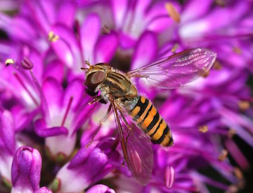 Marmalade Hoverfly