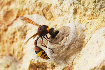 Potter Wasp