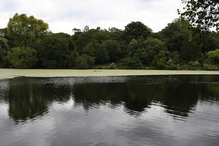 Hampstead Heath Pond