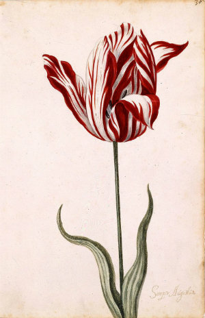 Semper Augustus tulip, the most desirable during the Tulip Mania