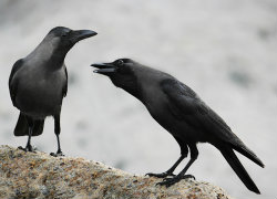 Crows generally mate for life
