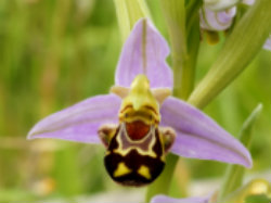 The Bee Orchid