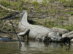 The Nile crocodile