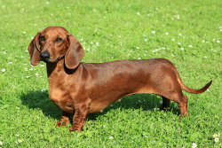 A dachshund