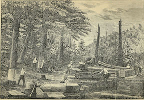 Peeling Hemlock Bark