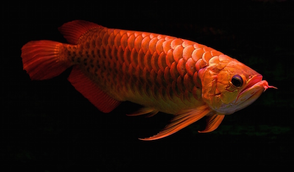 Arowana