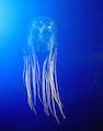 Box Jellyfish