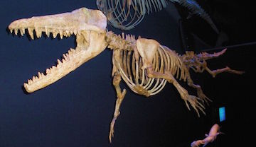 Ambulocetus Bones