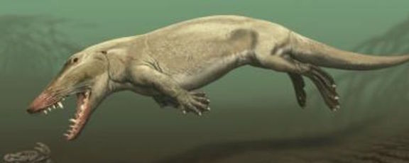 Ambulocetus