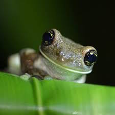 Frog at Detroit Zoo