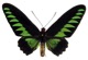 Rajah Brooke Birdwing butterfly