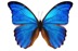 Morphos butterfly