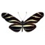 Zebra Longwing butterfly